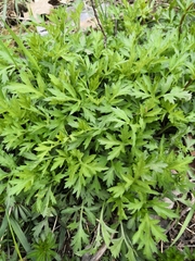 Artemisia vulgaris