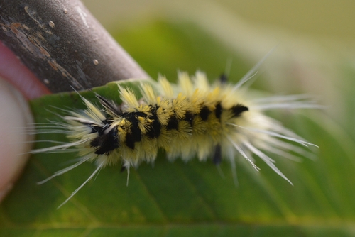 Spotted Tussock Moth