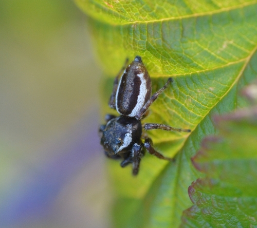 Bronze Jumping Spider
