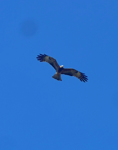 Square-tailed Kite