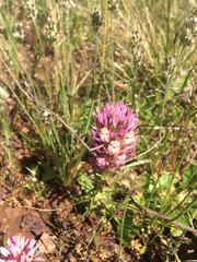 Castilleja densiflora densiflora