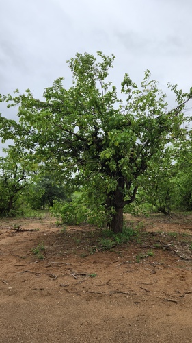 Colophospermum mopane, photograph 1