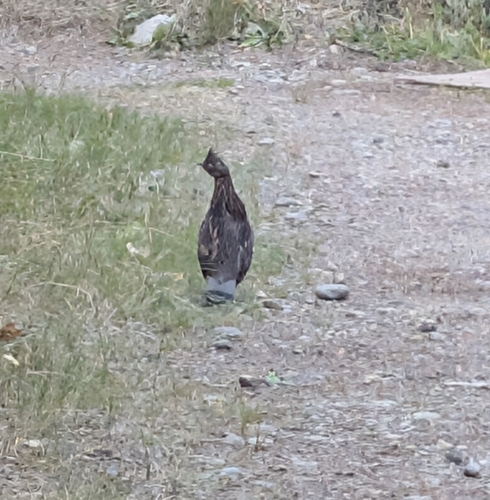 Ruffed Grouse