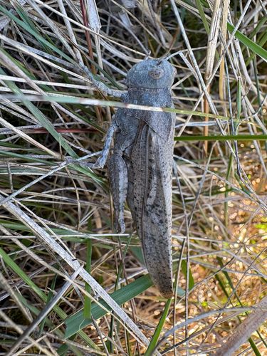 Carolina Grasshopper