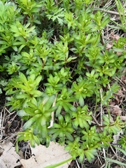 Galium
