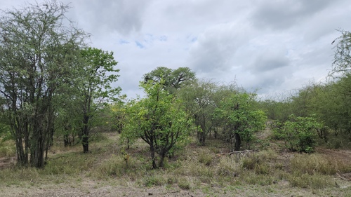 Colophospermum mopane