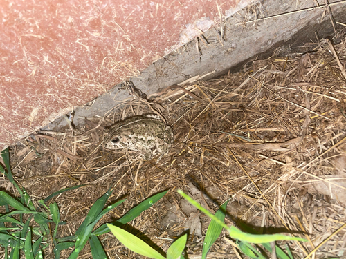 Woodhouse's Toad