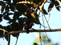 Cymbirhynchus macrorhynchos