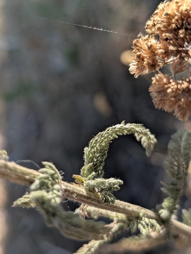 common yarrow