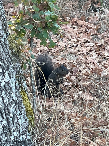 Eastern Gray Squirrel