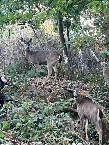 Columbian Black-tailed Deer