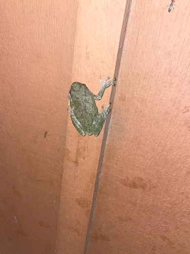 Gray Treefrog Species Complex