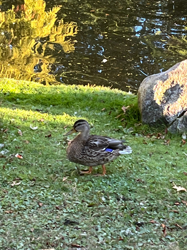 Mallard