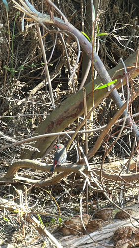 Red-eared Firetail