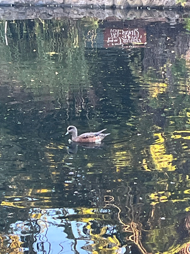 American Wigeon