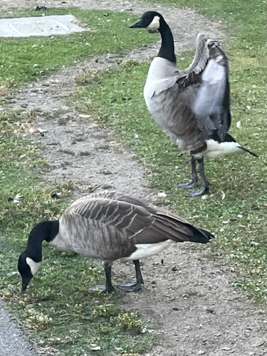 Canada Goose