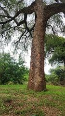 (c) Patrick Jackson, some rights reserved (CC BY) Xanthocercis zambesiaca, photograph (c) Patrick Jackson, some rights reserved (CC BY)