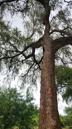 Xanthocercis zambesiaca