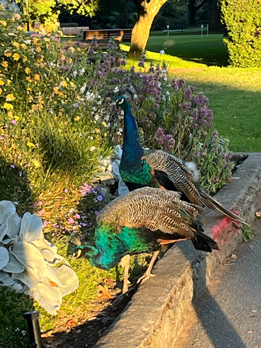 Indian Peafowl