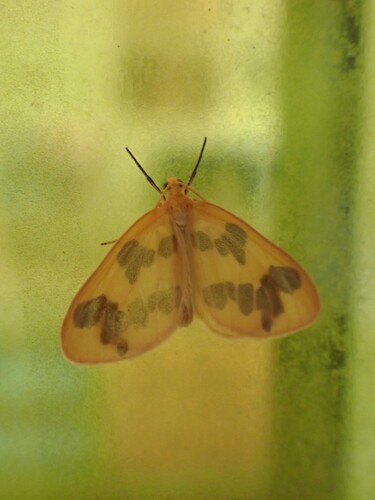 Beggar Moth