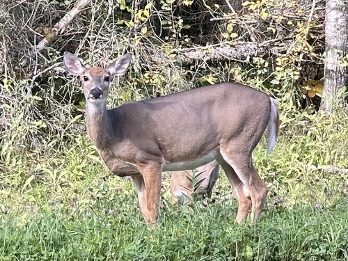 White-tailed Deer