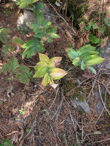 smooth Solomon's seal