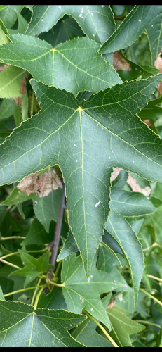 American sweetgum
