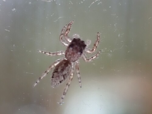 Tan Jumping Spider