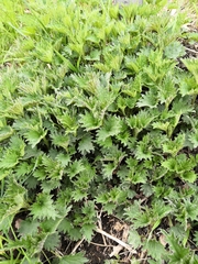 Urtica dioica