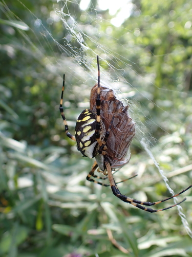 Yellow Garden Spider