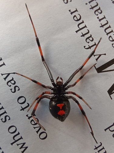 Northern Black Widow