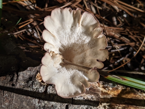 Cymatoderma caperatum observed 2026-09-16