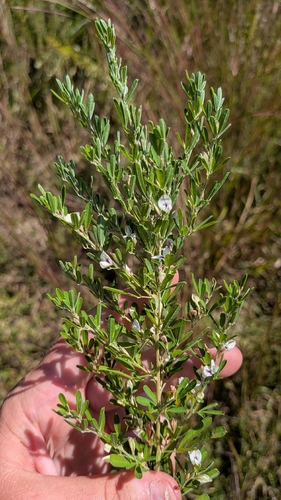 Chinese bushclover