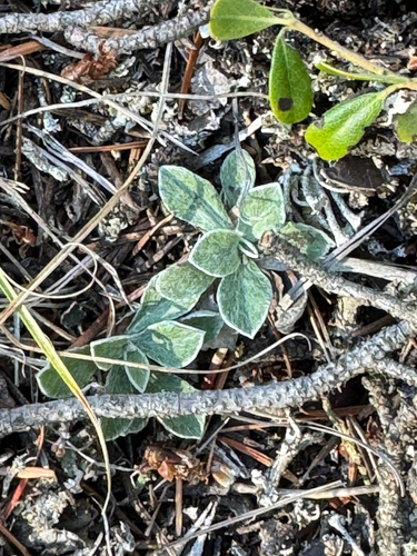 Antennaria howellii observed 2026-09-16