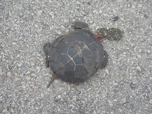 Painted Turtle