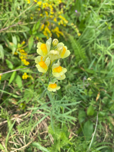 common toadflax