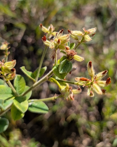 hairy lespedeza