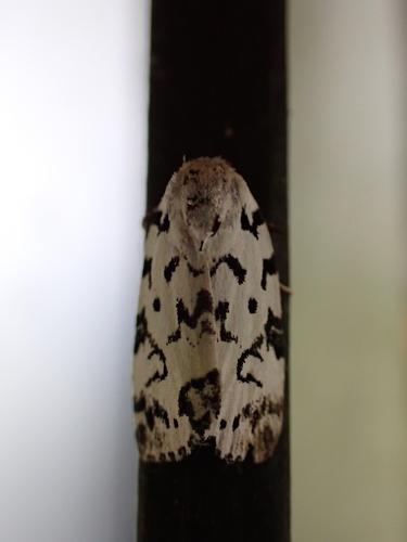 Hebrew Moth