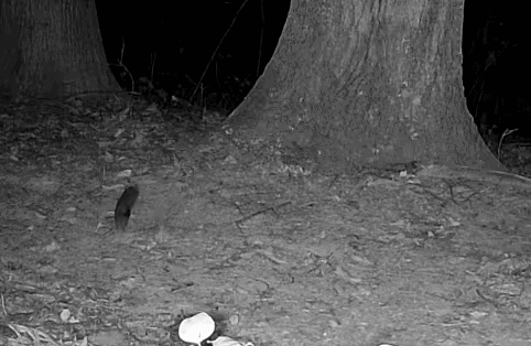 Long-tailed Weasel
