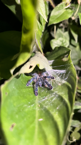 Amazon Sapphire Pinktoe Tarantula