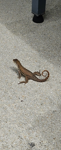 Northern Curly-tailed Lizard