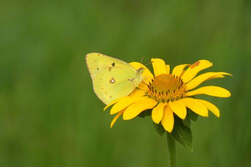Clouded Sulphur