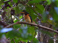 Actenoides concretus