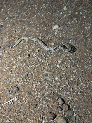 Western Diamond-backed Rattlesnake