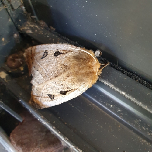 Eyespot Anthelid Moth