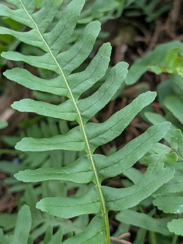 rock polypody