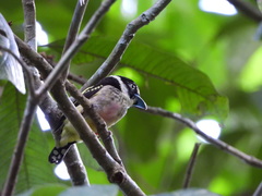 Eurylaimus ochromalus