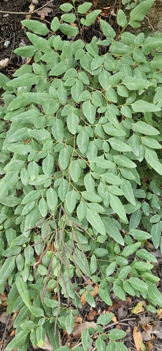 Llavea cordifolia