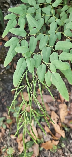 Llavea cordifolia, photograph 3