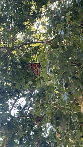 Monarch